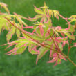 Kép 5/5 - Acer palmatum 'Beni-shichi-henge' – Japán juhar