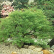 Acer palmatum 'Dissectum Viridis' – Japán juhar