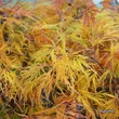 Kép 5/5 - Acer palmatum 'Dissectum Viridis' – Japán juhar