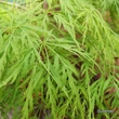 Kép 4/5 - Acer palmatum 'Dissectum Viridis' – Japán juhar