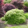Kép 3/5 - Acer palmatum 'Dissectum Viridis' – Japán juhar