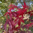 Kép 3/4 - Acer palmatum 'Fireglow' - Japán juhar