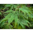 Kép 2/3 - Acer palmatum 'Green Omure Yama' – Japán juhar