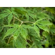 Kép 3/3 - Acer palmatum 'Green Omure Yama' – Japán juhar