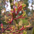 Kép 5/5 - Acer palmatum 'Higasayama' – Japán juhar