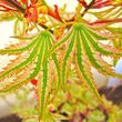 Kép 4/5 - Acer palmatum 'Higasayama' – Japán juhar