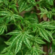 Kép 1/5 - Acer palmatum 'Higasayama' – Japán juhar