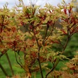 Kép 3/5 - Acer palmatum 'Higasayama' – Japán juhar