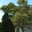Kép 2/5 - Acer palmatum 'Higasayama' – Japán juhar