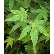Kép 2/2 - Acer palmatum - Japán juhar