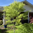 Kép 2/5 - Acer palmatum 'Koto-no-ito' – Japán juhar