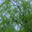Kép 3/5 - Acer palmatum 'Koto-no-ito' – Japán juhar