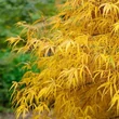 Kép 4/5 - Acer palmatum 'Koto-no-ito' – Japán juhar