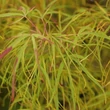 Kép 5/5 - Acer palmatum 'Koto-no-ito' – Japán juhar