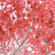 Kép 3/5 - Acer palmatum 'Moonfire' – Japán juhar
