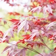 Kép 4/5 - Acer palmatum 'Moonfire' – Japán juhar
