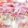 Kép 5/5 - Acer palmatum 'Moonfire' – Japán juhar