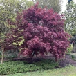 Kép 2/5 - Acer palmatum 'Moonfire' – Japán juhar