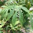 Kép 5/5 - Acer palmatum 'Omurayama' – Japán juhar