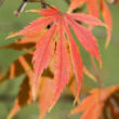 Kép 1/5 - Acer palmatum 'Omurayama' – Japán juhar