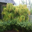 Kép 2/5 - Acer palmatum 'Omurayama' – Japán juhar