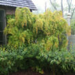 Kép 2/5 - Acer palmatum 'Omurayama' – Japán juhar
