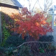 Kép 4/5 - Acer palmatum 'Omurayama' – Japán juhar