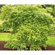 Kép 1/3 - Acer palmatum 'Green Omure Yama' – Japán juhar