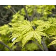 Kép 2/3 - Acer palmatum 'Reticulatum' – Japán juhar képek rendelés vásárlás a Megyeri Szabolcs Kertészeti webáruházban