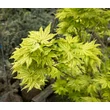 Kép 3/3 - Acer palmatum 'Reticulatum' – Japán juhar képek rendelés vásárlás a Megyeri Szabolcs Kertészeti webáruházban