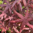 Kép 2/3 - Acer palmatum 'Starfish' – Japán juhar