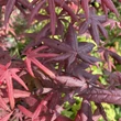 Kép 3/3 - Acer palmatum 'Starfish' – Japán juhar