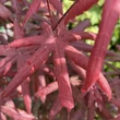 Kép 1/3 - Acer palmatum 'Starfish' – Japán juhar