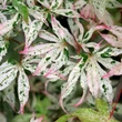 Kép 3/5 - Acer palmatum 'Ukigumo' – Fehér felleg japán juhar