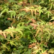 Kép 2/5 - Acer palmatum 'Wilson's Pink Dwarf' – Japán juhar