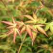 Kép 1/5 - Acer palmatum 'Wilson's Pink Dwarf' – Japán juhar
