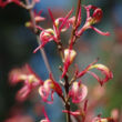 Kép 5/5 - Acer palmatum 'Wilson's Pink Dwarf' – Japán juhar