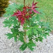Kép 1/4 - Acer platanoides 'Charles Joly' – Korai juhar