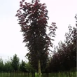 Kép 4/4 - Acer platanoides 'Charles Joly' – Korai juhar