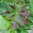 Kép 3/4 - Acer platanoides 'Charles Joly' – Korai juhar