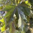 Kép 2/3 - Acer platanoides 'Columnare' - Oszlopos korai juhar