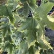 Kép 3/3 - Acer platanoides 'Columnare' - Oszlopos korai juhar