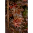 Kép 2/10 - Acer platanoides 'Crimson Sentry' - Bordó levelű korai juhar