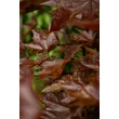 Kép 3/10 - Acer platanoides 'Crimson Sentry' - Bordó levelű korai juhar