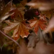 Kép 4/10 - Acer platanoides 'Crimson Sentry' - Bordó levelű korai juhar