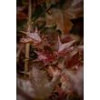 Kép 5/10 - Acer platanoides 'Crimson Sentry' - Bordó levelű korai juhar