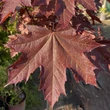 Kép 3/7 - Acer platanoides 'Crimson Sentry' - Bordó levelű korai juhar