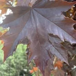 Kép 6/7 - Acer platanoides 'Crimson Sentry' - Bordó levelű korai juhar