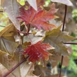 Kép 4/7 - Acer platanoides 'Crimson Sentry' - Bordó levelű korai juhar