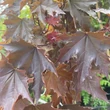 Kép 5/7 - Acer platanoides 'Crimson Sentry' - Bordó levelű korai juhar
